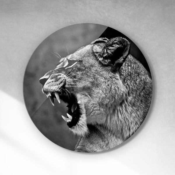Cirkel - Angry lioness
