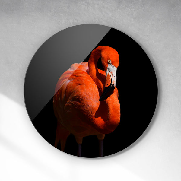 Cirkel - Flamingo