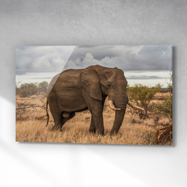 Olifant in het wild